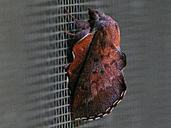 Lappet Moth